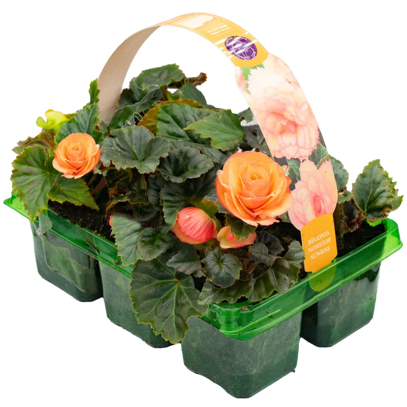 247plants2951375