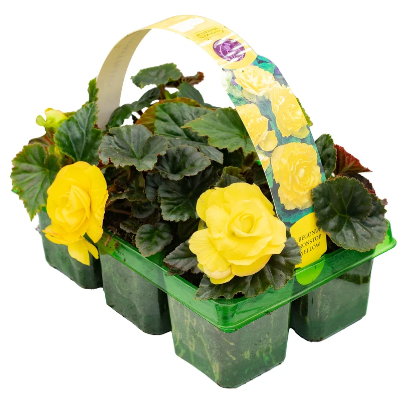 247plants2951403