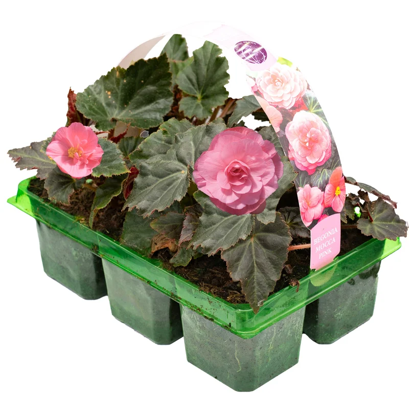247plants2951456