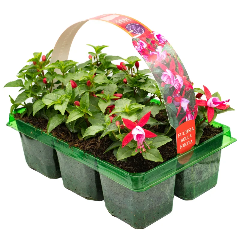 247plants2951528