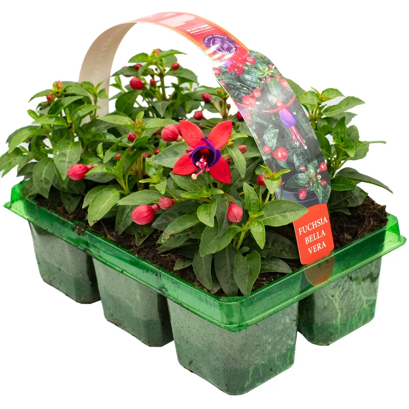247plants2951553