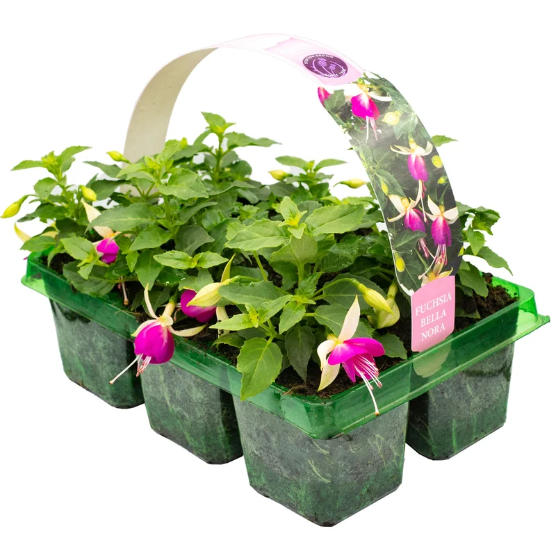 247plants2951570