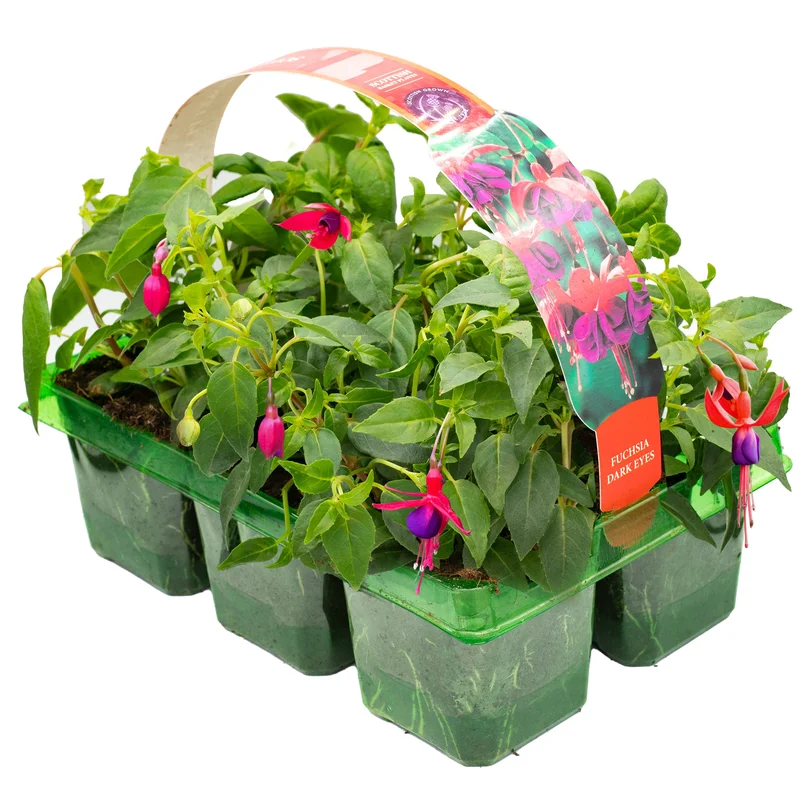 247plants2951587