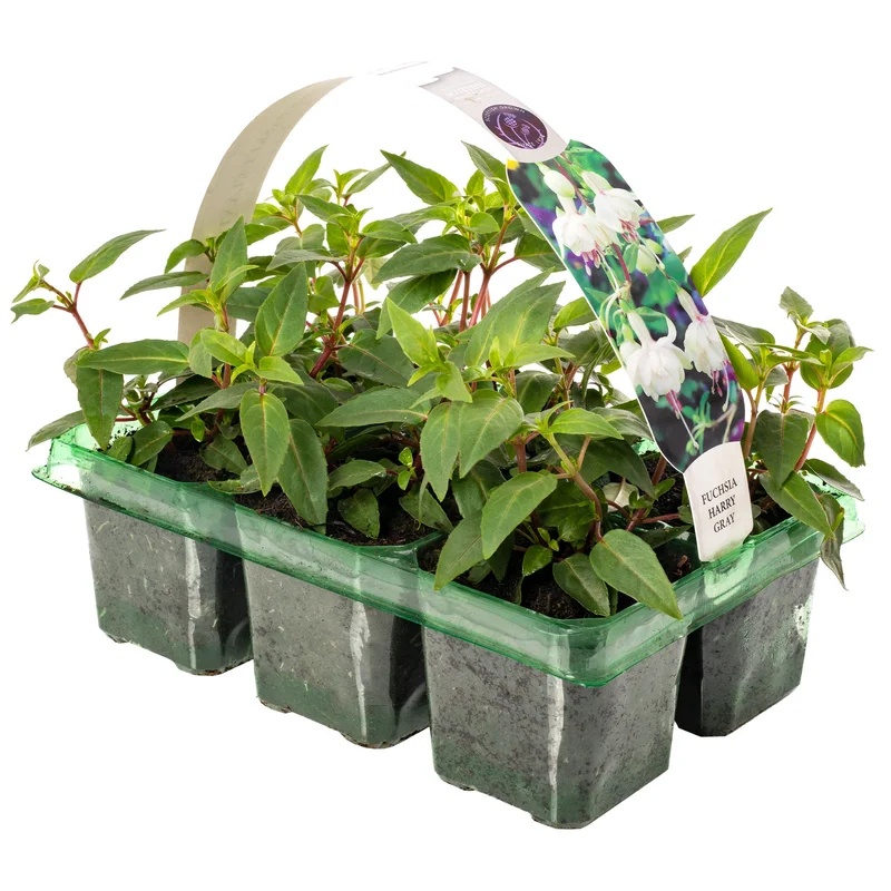 247plants2951615