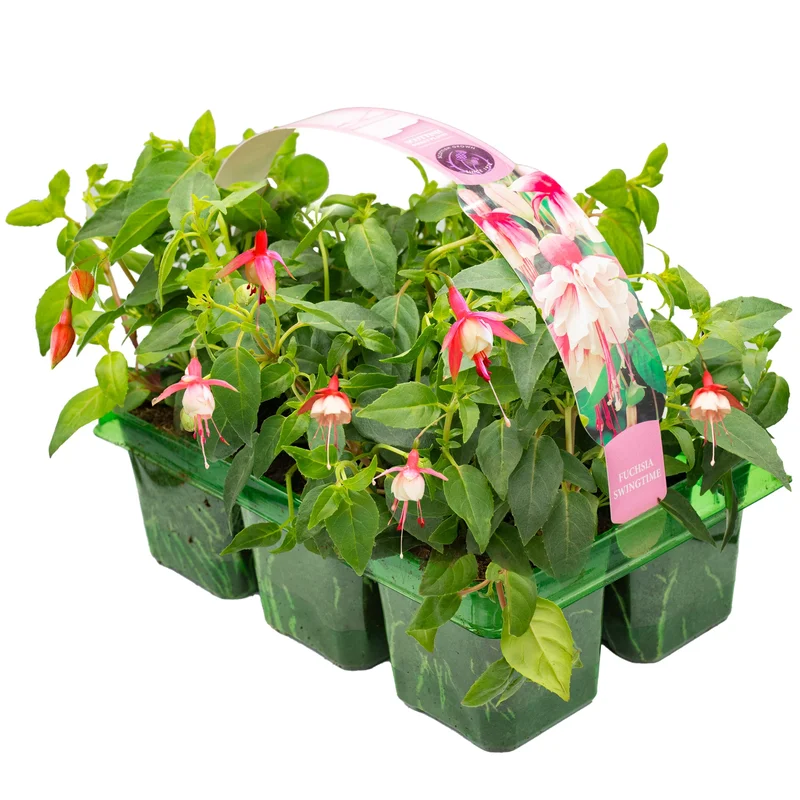 247plants2951692