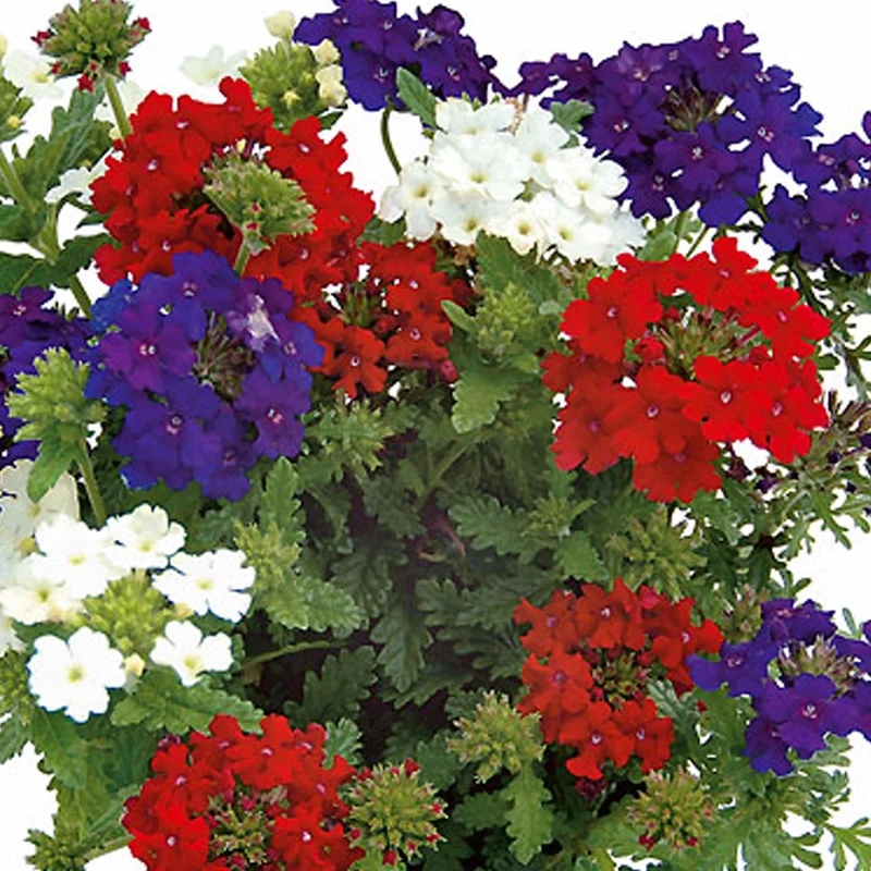 247plants2951765