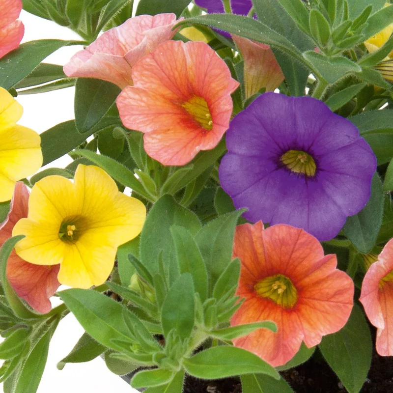 247plants2951782
