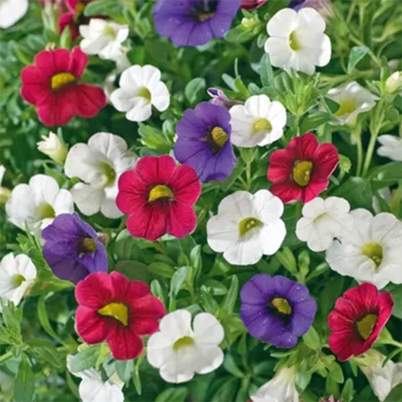 247plants2951800