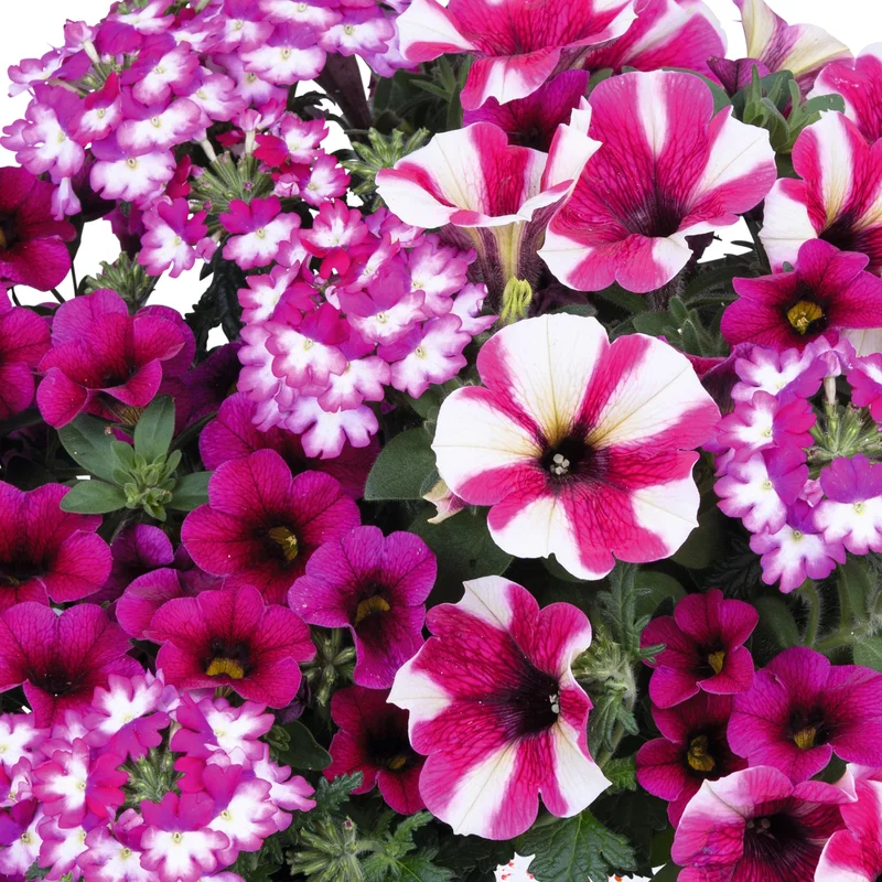 247plants2951872
