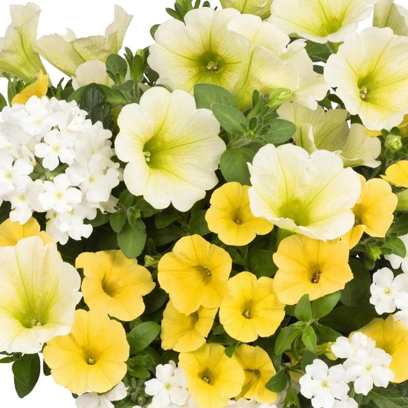 247plants2951896