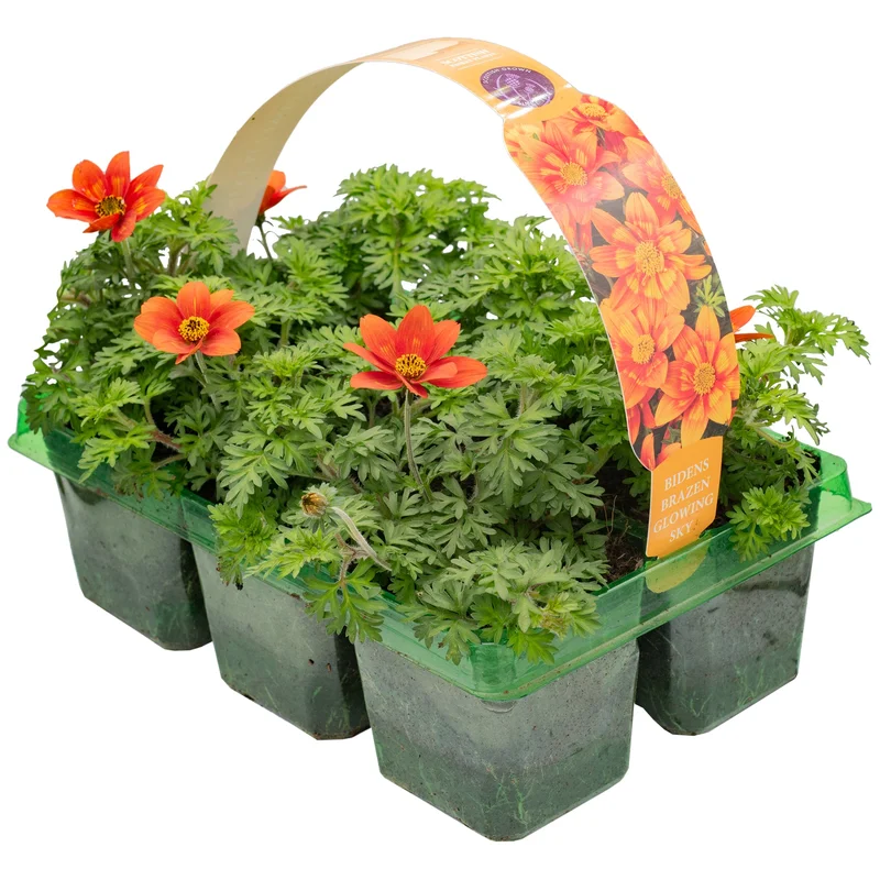 247plants2951921