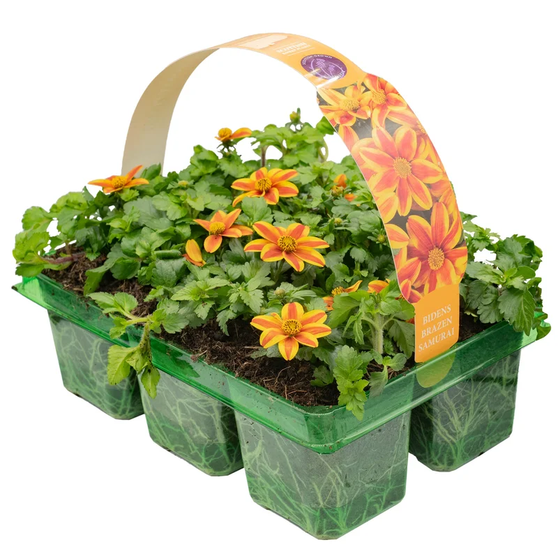 247plants2951947