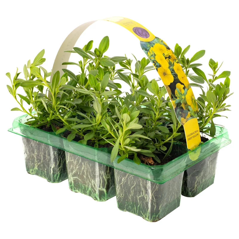 247plants2951980