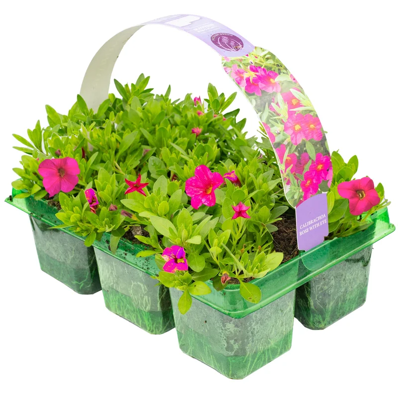 247plants2952047