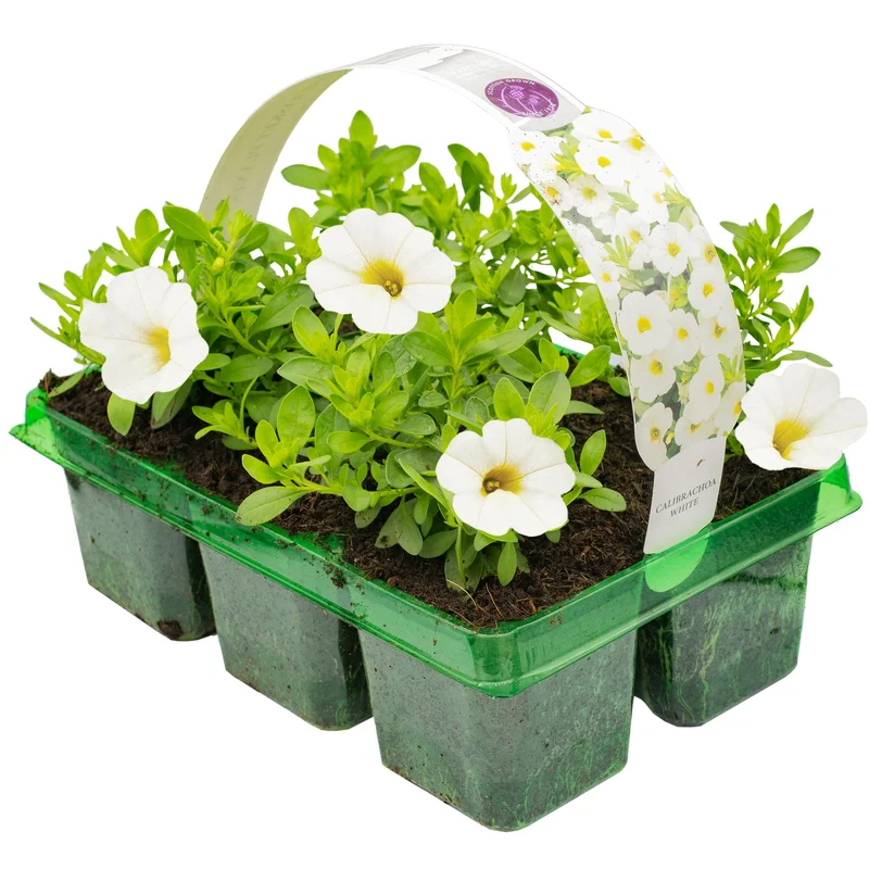 247plants2952079