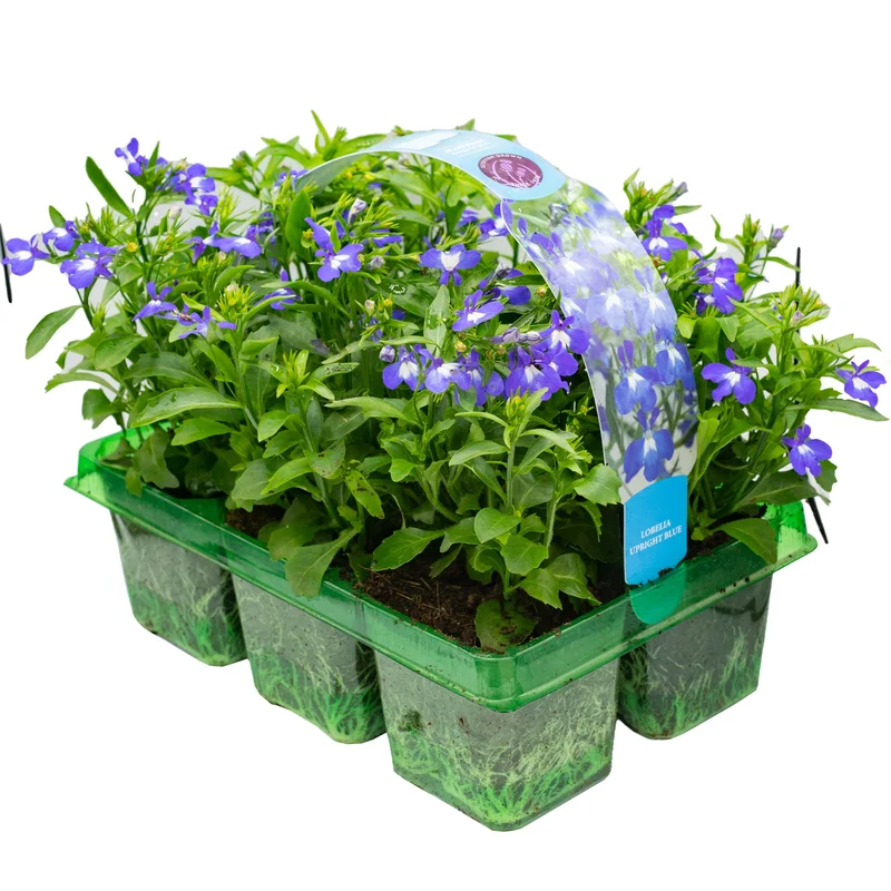 247plants2952117