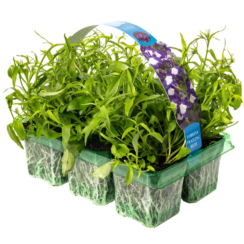 247plants2952153