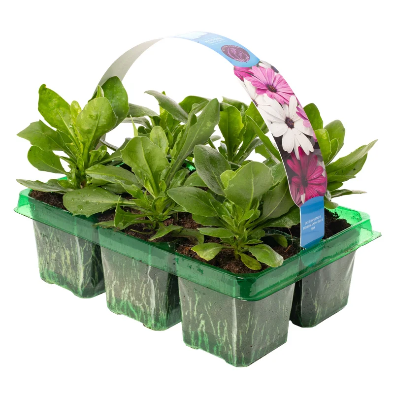 247plants2952179
