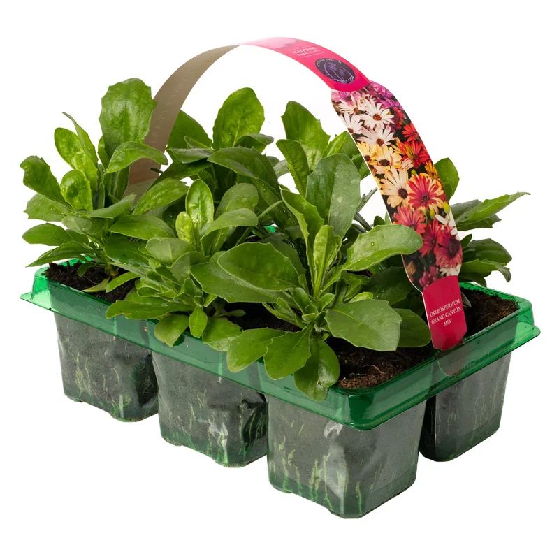 247plants2952208