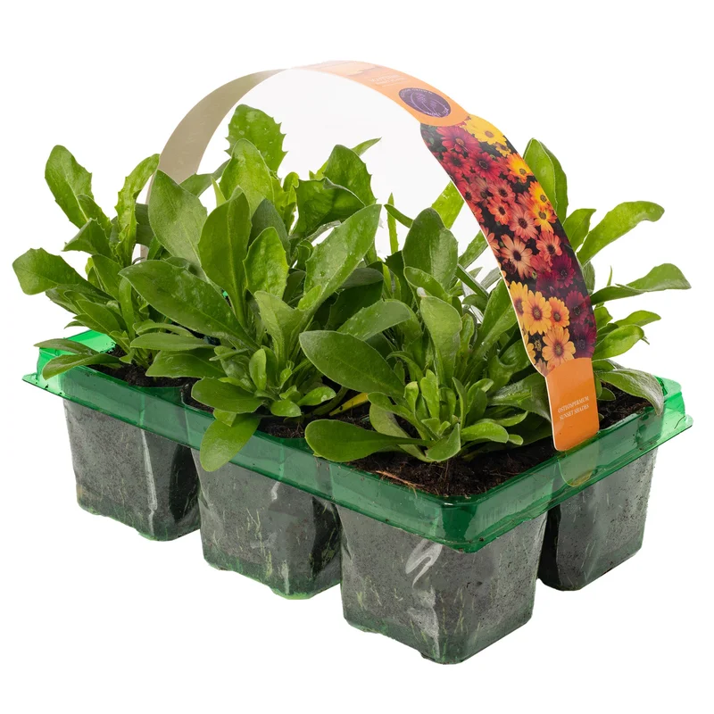 247plants2952241