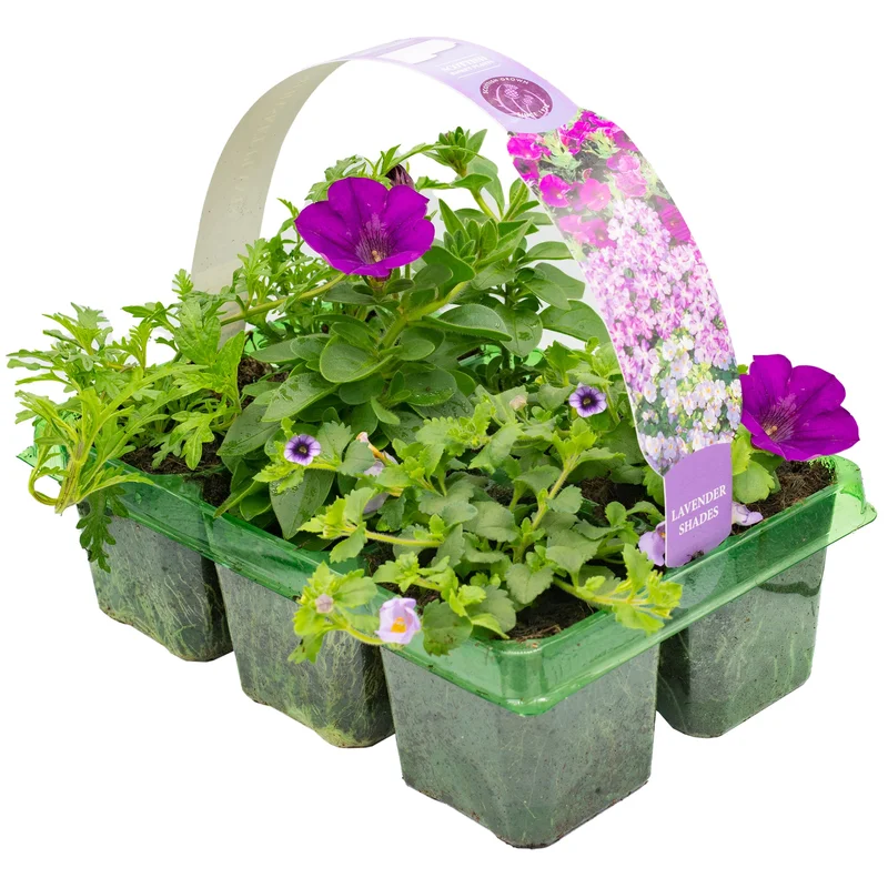 247plants2952271
