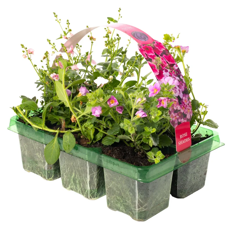 247plants2952303