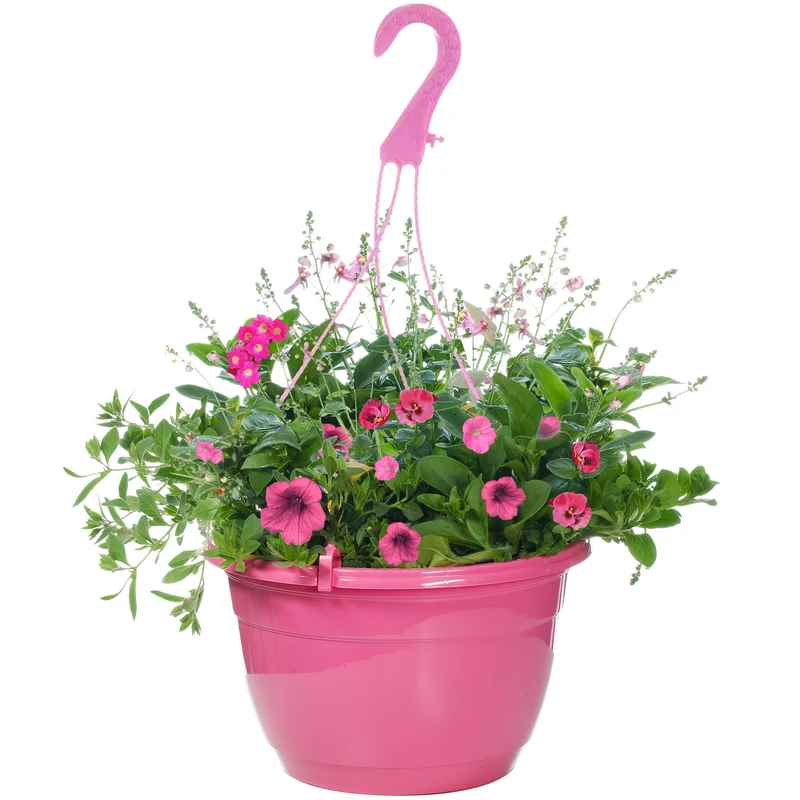 247plants2952330