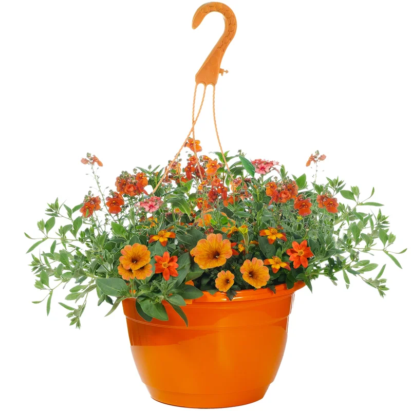 247plants2952388