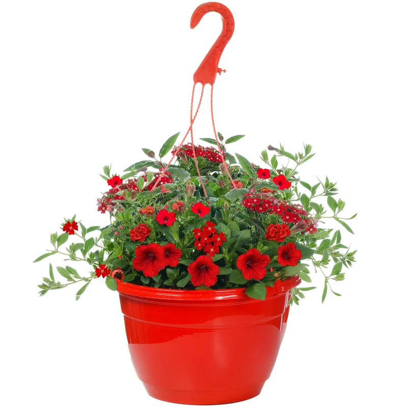 247plants2952405