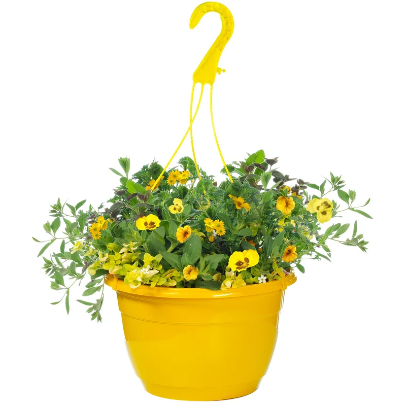 247plants2952448