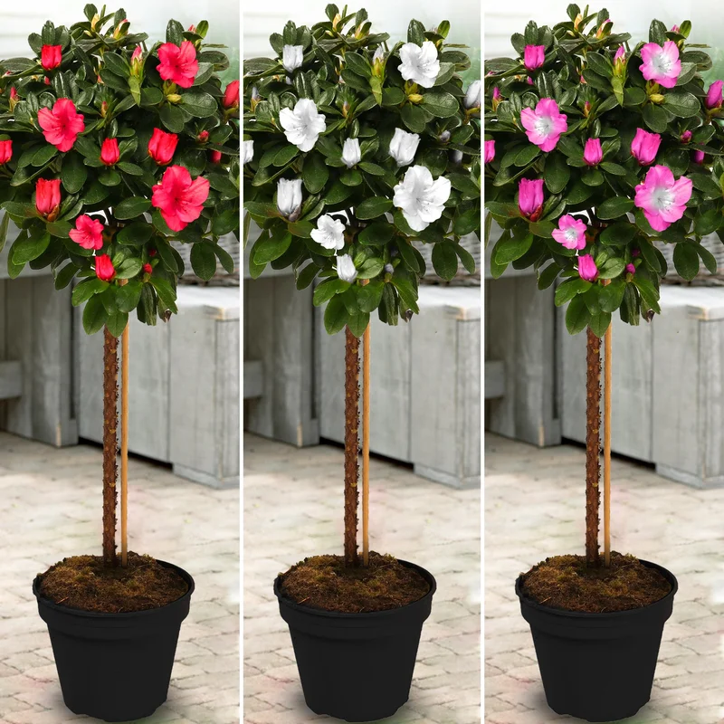 247plants2952476