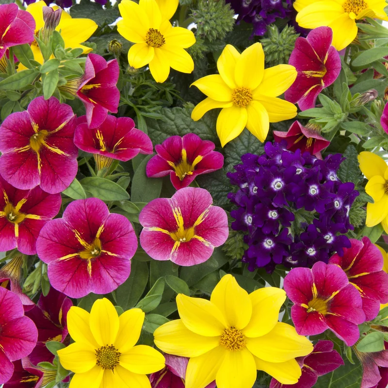 247plants2952635