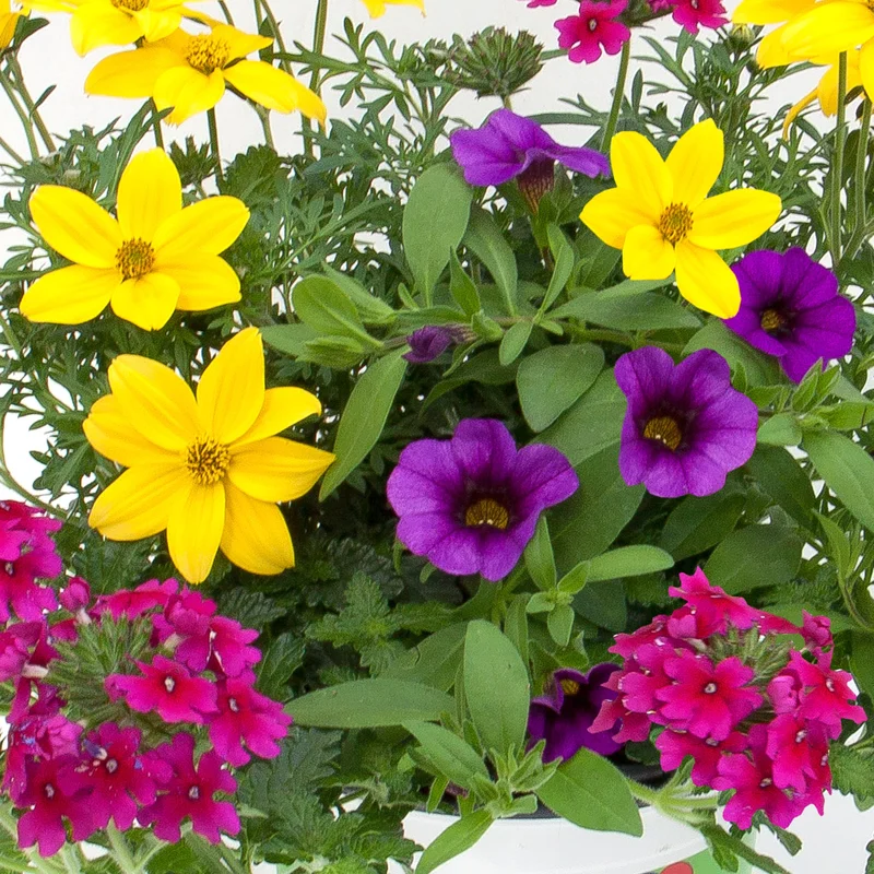 247plants2952722