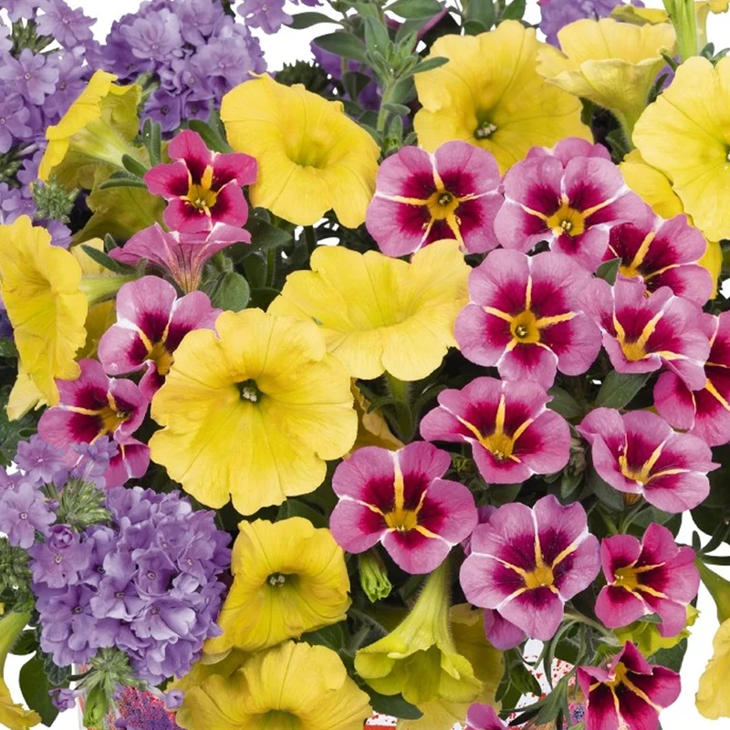 247plants2952810