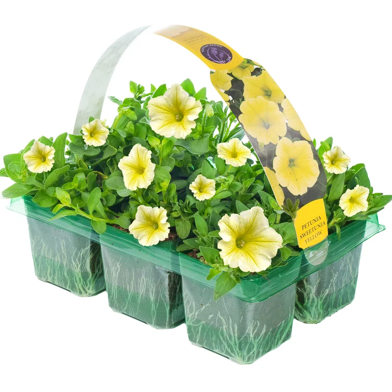 247plants2952853