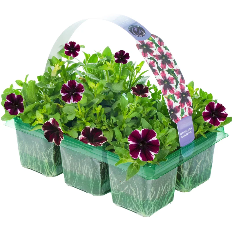 247plants2952905