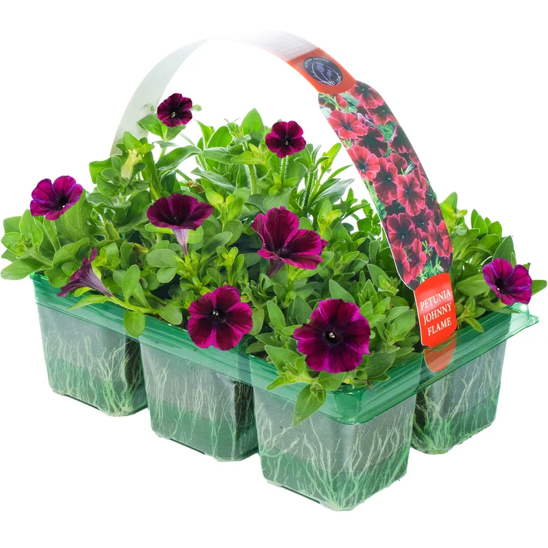247plants2952960