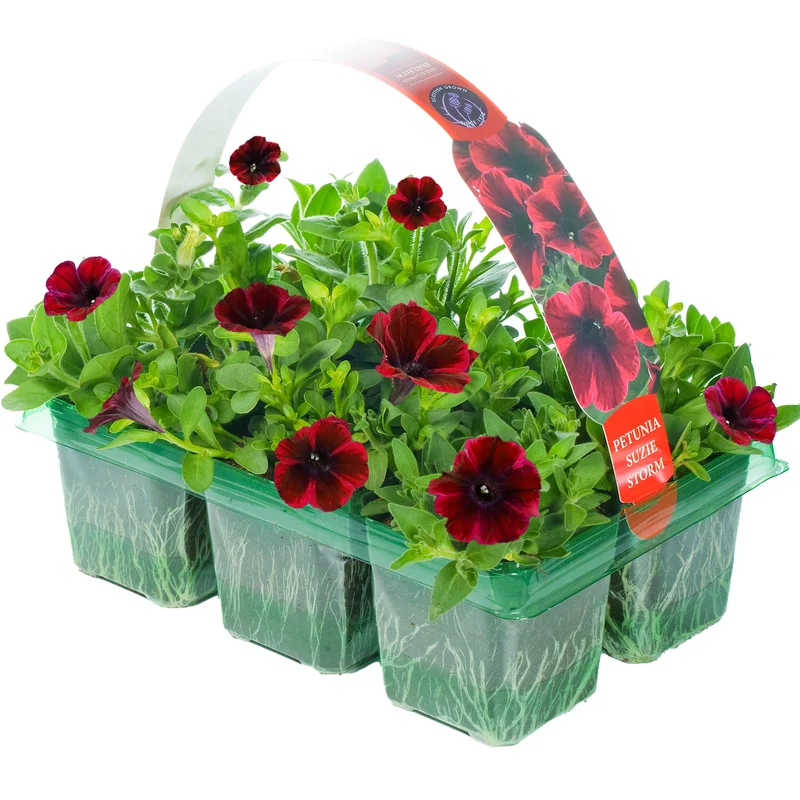 247plants2953016