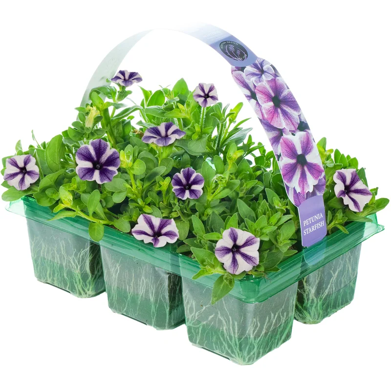 247plants2953057