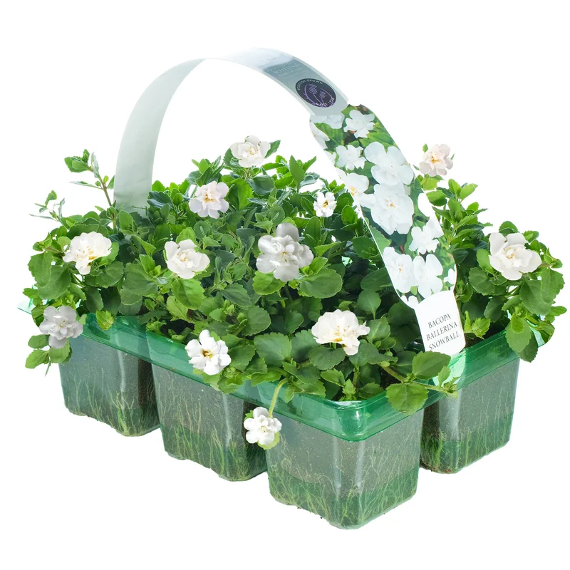 247plants2953105
