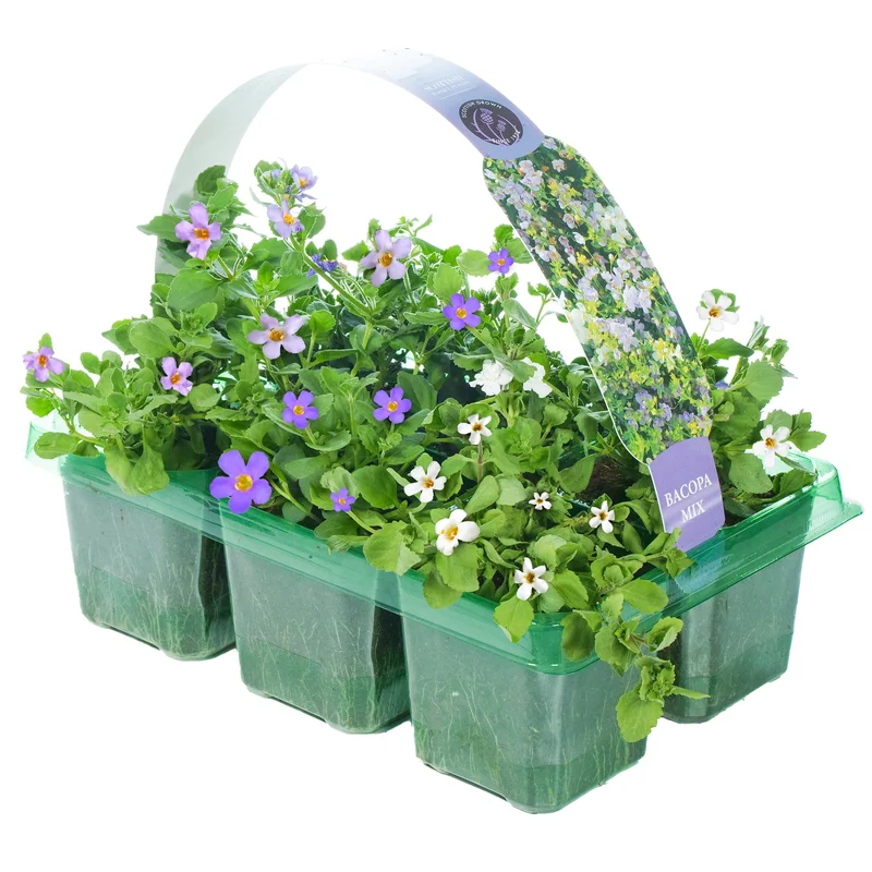 247plants2953153