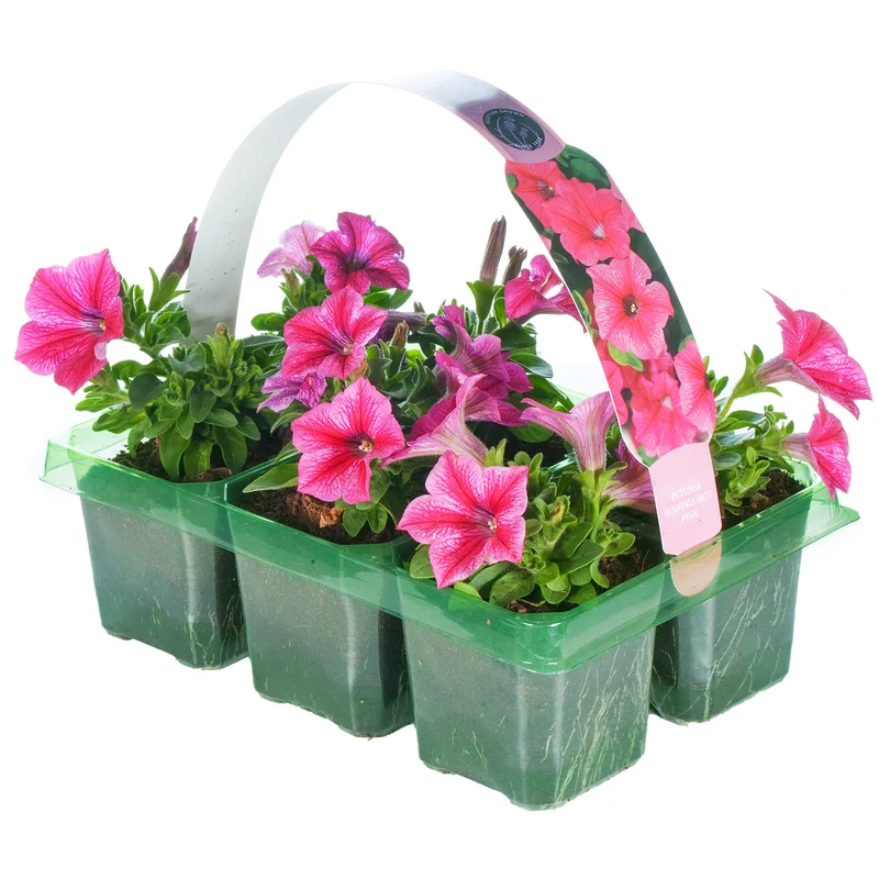 247plants2953200