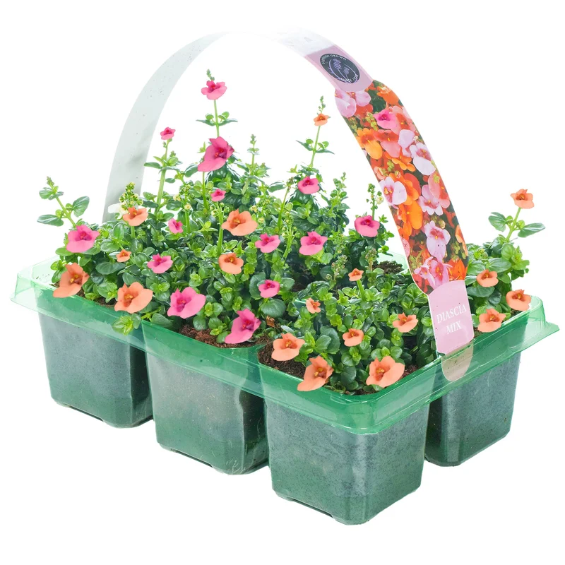 247plants2953362