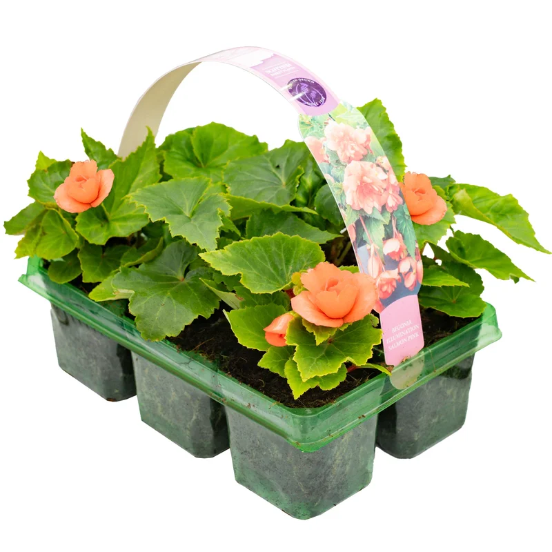 247plants2953445