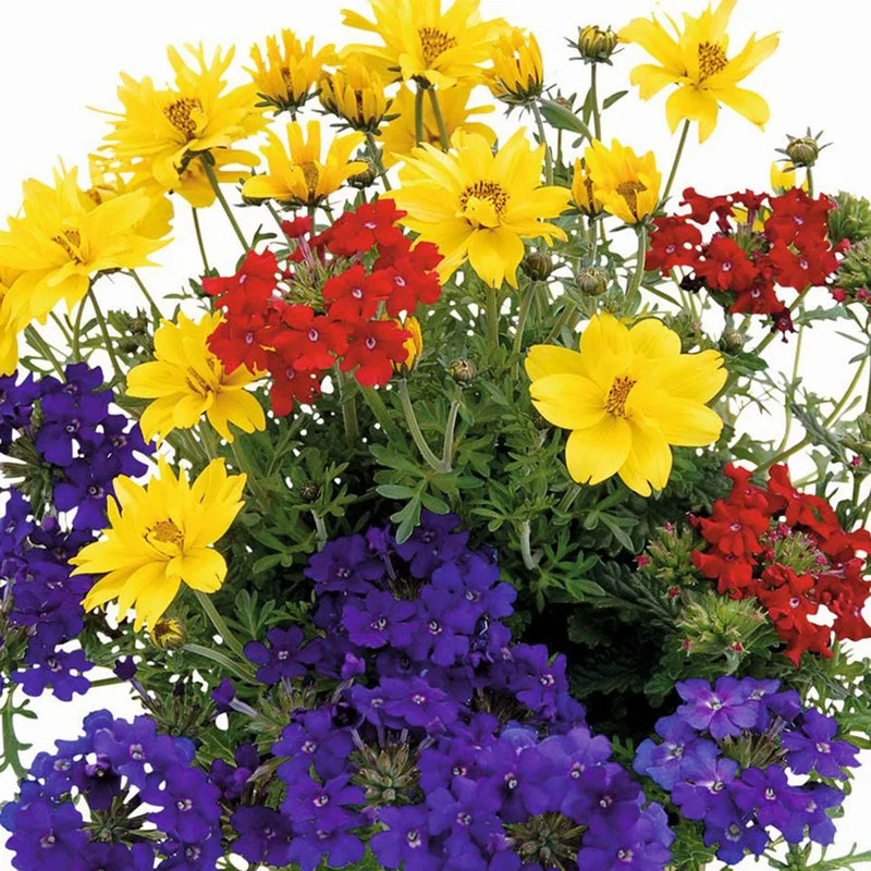 247plants2953595