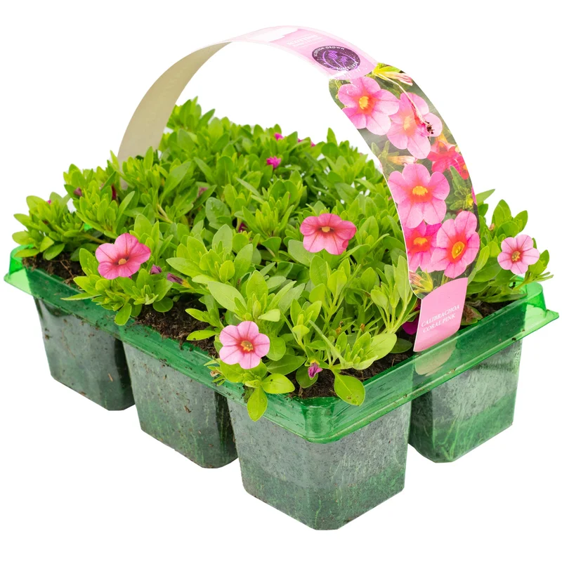 247plants2953644