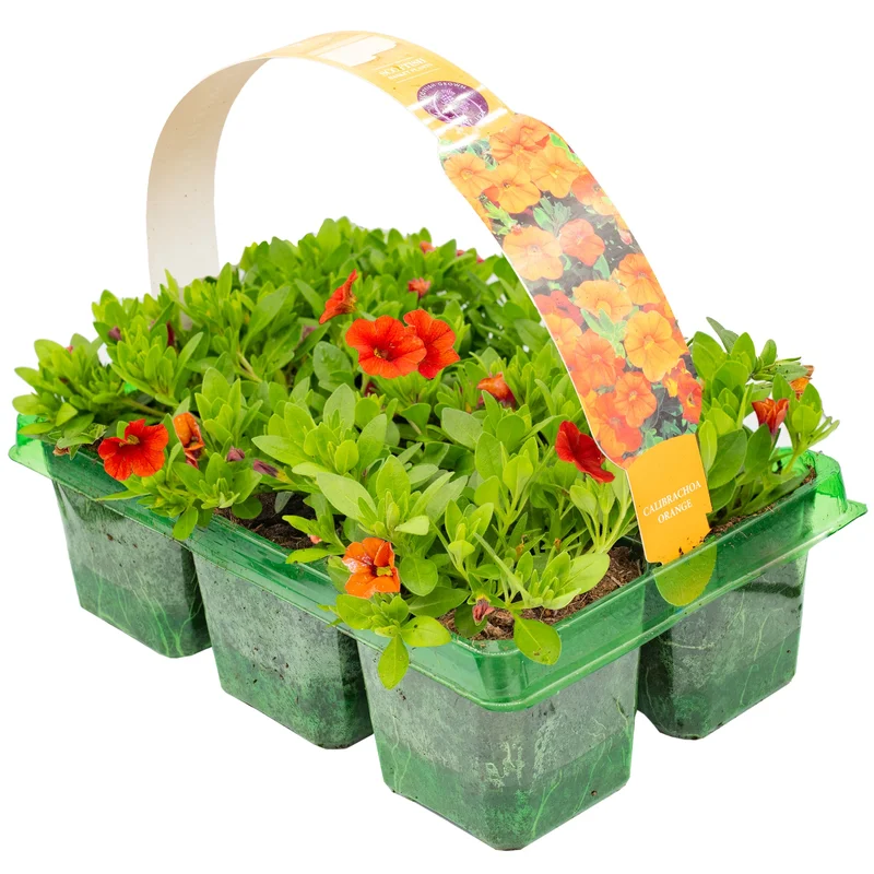 247plants2953690