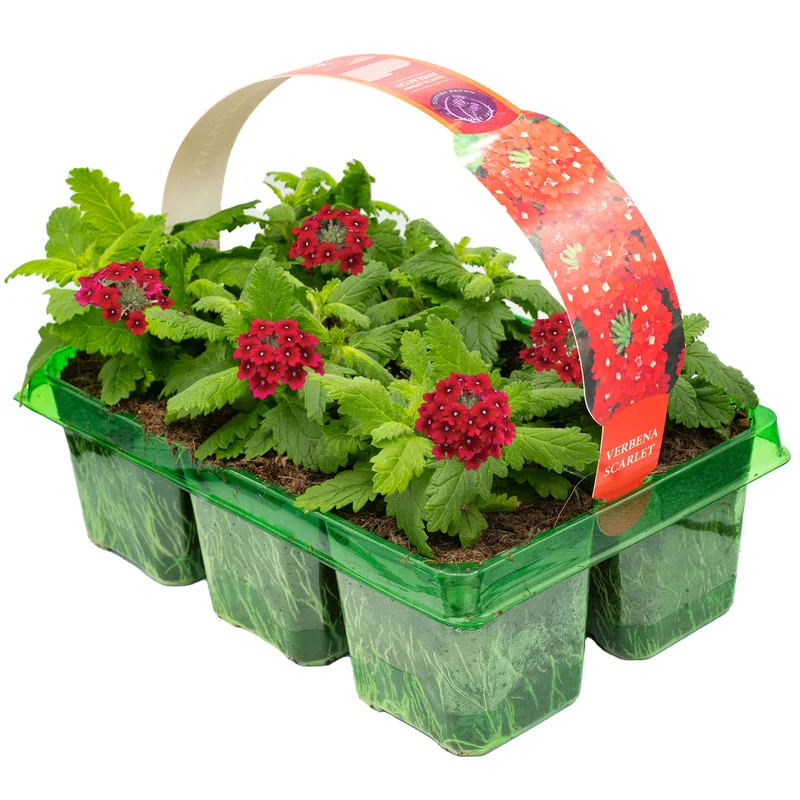 247plants2953789