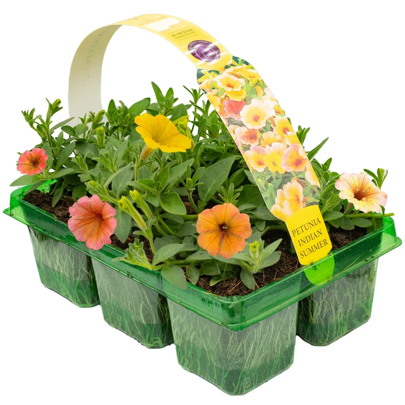 247plants2953914