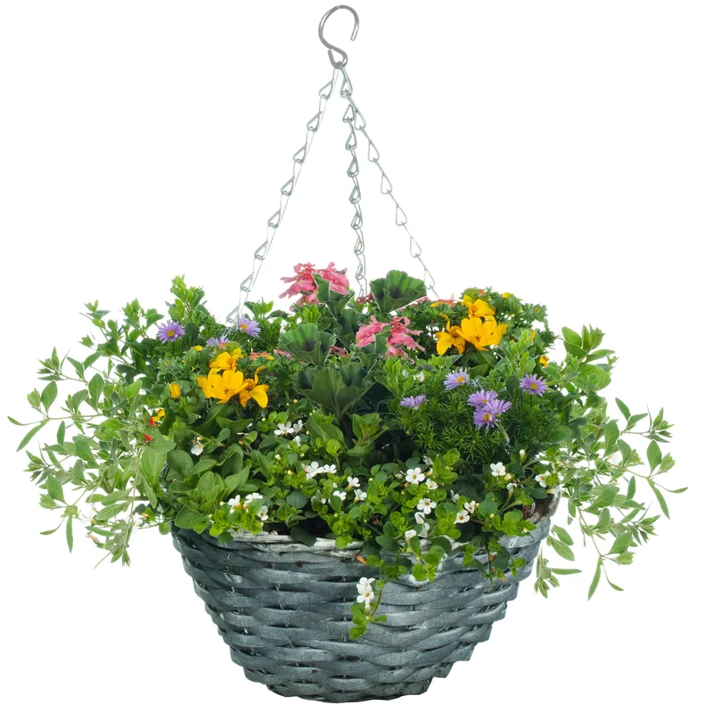 247plants2953989
